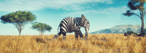 Elefant mit Zebrastreifen - so verrückt wie 2020